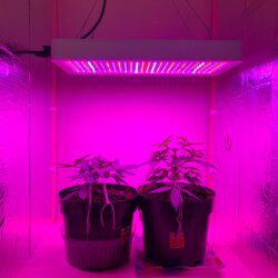 PrenSeed - semana 5 - 