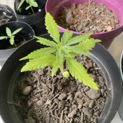 Florecultura420 - semana 3 - 