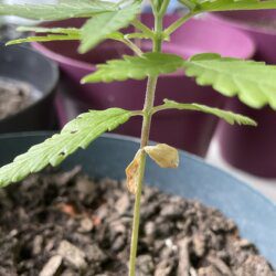 Florecultura420 - semana 3 - 