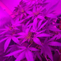 PrenSeed - semana 11 - 