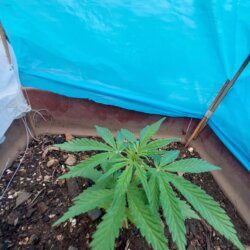 Cannabis MD #1 - semana 5 - 