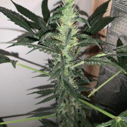 California O.G. x Borrachinha - semana 9 - 