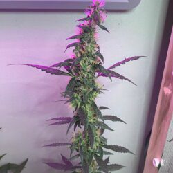 California O.G. x Borrachinha - semana 11 - 