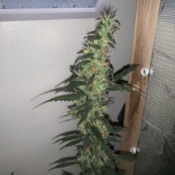 California O.G. x Borrachinha - semana 11 - 