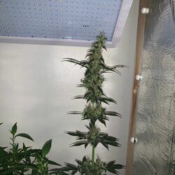 California O.G. x Borrachinha - semana 11 - 