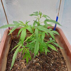 Cannabis MD #1 - sem 7 - 