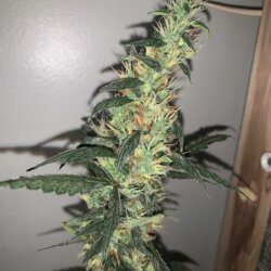 California O.G. x Borrachinha - semana 11 - 