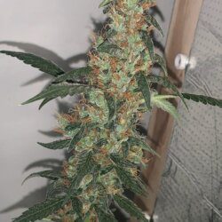 California O.G. x Borrachinha - semana 12 - 