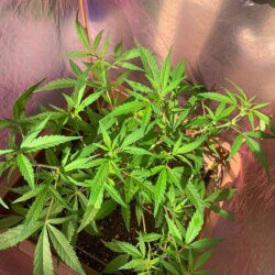 Cannabis MD #1 - sem 9 - 