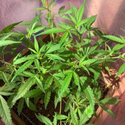 Cannabis MD #1 - semana 9 - 