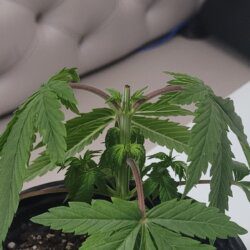 Armarofa - primeiro cultivo - semana 5 - 06.10 - Poda apical