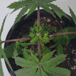 Armarofa - primeiro cultivo - semana 5 - 06.10 - Poda apical