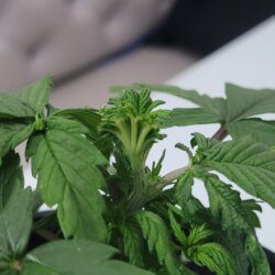 Armarofa - primeiro cultivo - semana 5 - 06.10 - Poda FIM