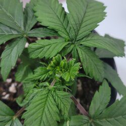 Armarofa - primeiro cultivo - semana 5 - 06.10 - Poda FIM