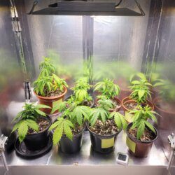 Armarofa - primeiro cultivo - semana 5 - 12.10 - Depois da limpeza foliar