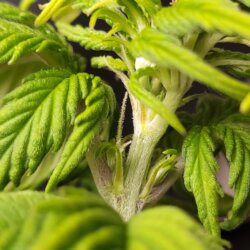 Armarofa - primeiro cultivo - semana 5 - 13.10 - fêmea