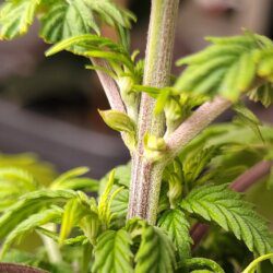 Armarofa - primeiro cultivo - semana 5 - 13.10 - macho