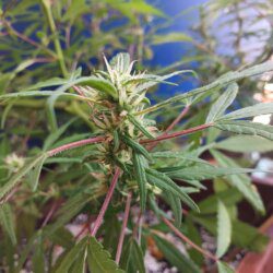 Cannabis MD #1 - sem 11 - 
