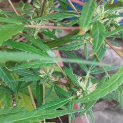 Cannabis MD #1 - semana 11 - 