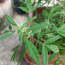 Cannabis MD #1 - semana 12 - 