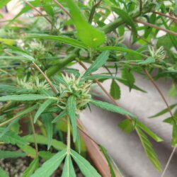 Cannabis MD #1 - semana 12 - 