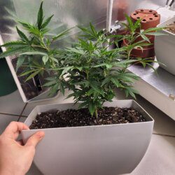 Armarofa - primeiro cultivo - semana 9 - 