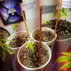 Banana purple punch - semana 3 - 