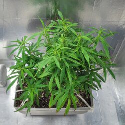 Armarofa - primeiro cultivo - semana 10 - Ganja