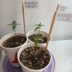 Banana purple punch - semana 4 - 