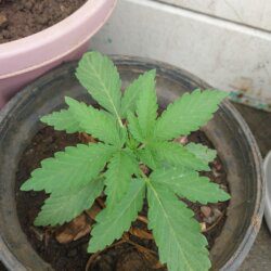 Cannabis MD #2 - sem 2 - 