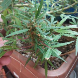 Cannabis MD #1 - sem 13 - 