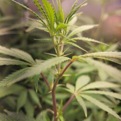 Armarofa - primeiro cultivo - semana 11 - 