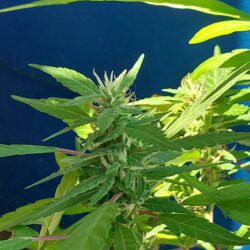 Cannabis MD #1 - semana 14 - 