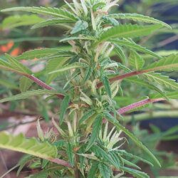 Cannabis MD #1 - semana 14 - 