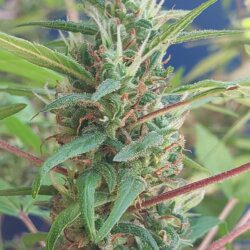 Cannabis MD #1 - sem 14 - 