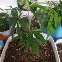 Banana purple punch - semana 12 - 