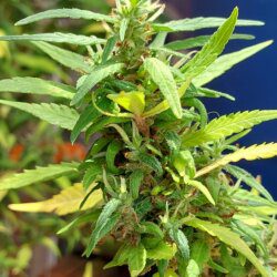 Cannabis MD #1 - sem 15 - 