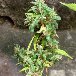 Cannabis MD #1 - semana 15 - 