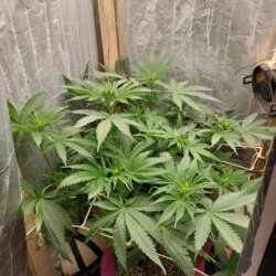 Tangie - semana 7 - 