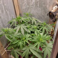 Tangie - semana 7 - 