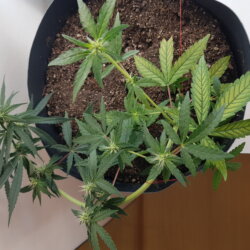 Strawberry banana kush - semana 9 - 
