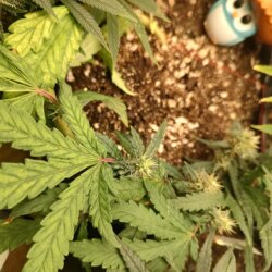 Strawberry banana kush - semana 11 - 