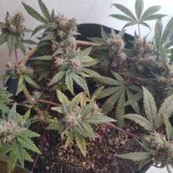 Strawberry banana kush - semana 15 - 