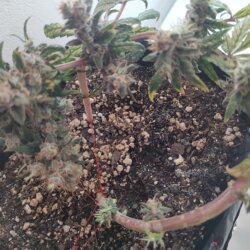 Strawberry banana kush - semana 16 - 