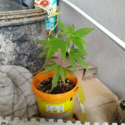 PRENSEED NO CHAO PARA VASO - semana 7 - 