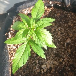 Bubble Kush Auto (Royal Queen) - semana 3 - 