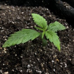 Dixie (Gorilla Poison) - semana 2 - Dia 13