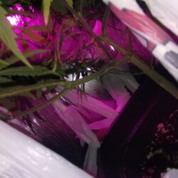 #1 PREENSEED - semana 16 - 