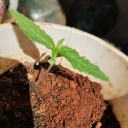 Minha plantinha - semana 2 - 
