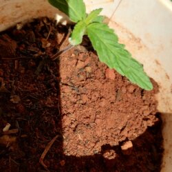 Minha plantinha - semana 2 - 
